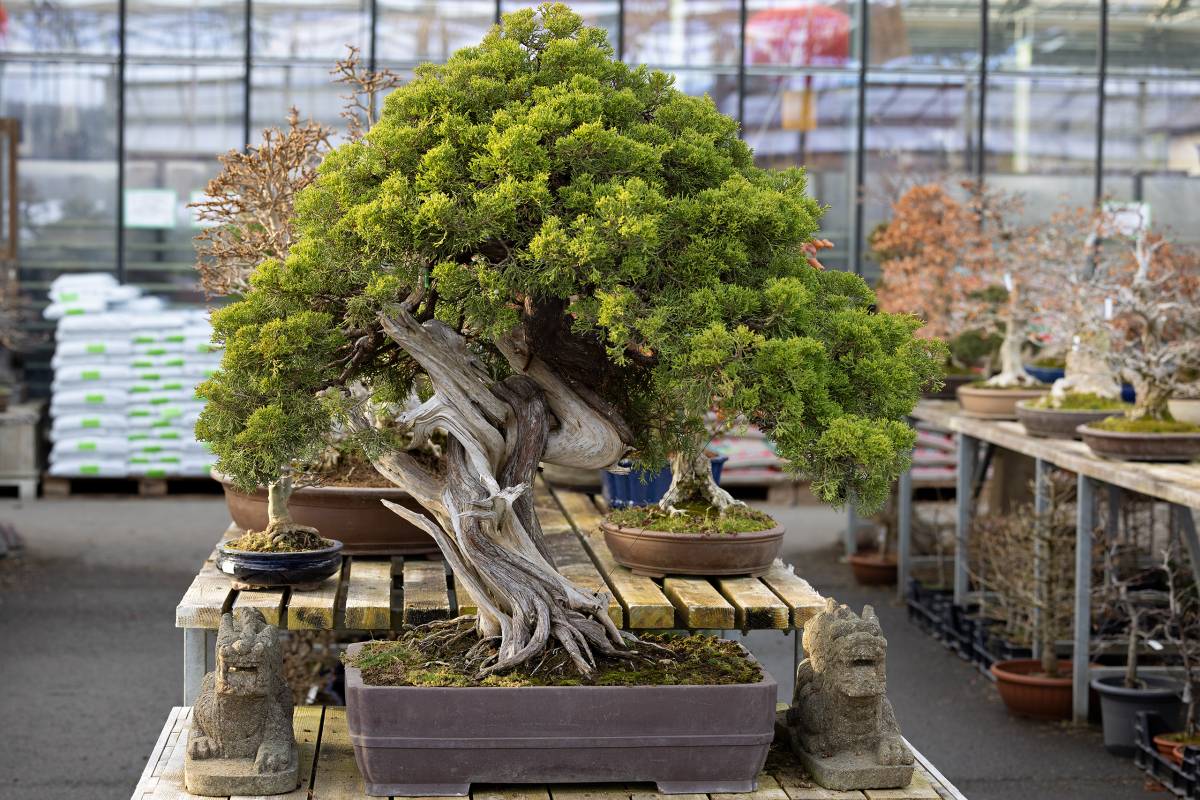 Schöner Bonsai